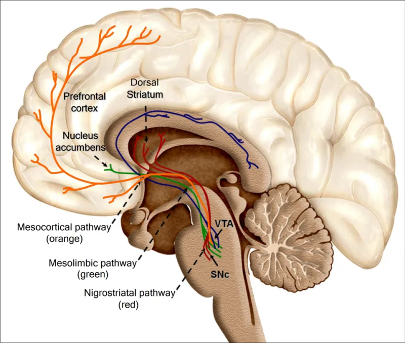 Wenn das Gehirn jubelt: Die Neurobiologie des Gewinnens im Premium-Gaming